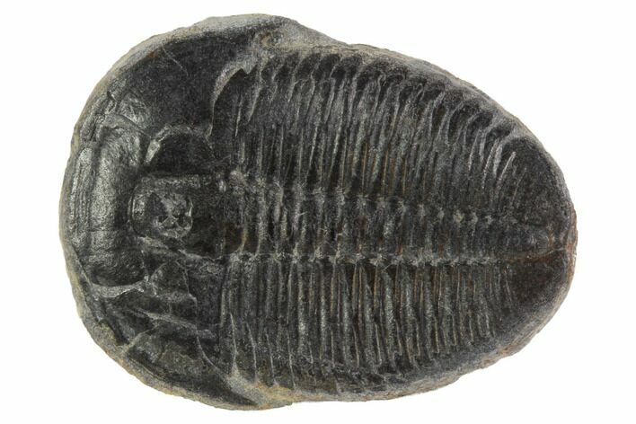 Elrathia Trilobite Fossil - Utah #97075